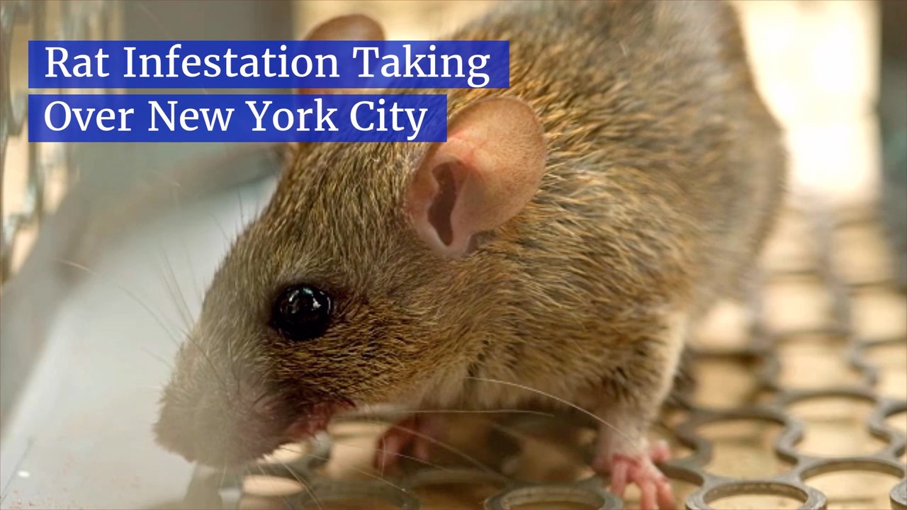 The Rats Are Taking Over NYC