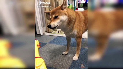 Dog Reaction to Dog Toy - Funny Dog Toy Reaction Compilation
