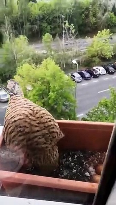 Une femelle faucon a fait son nid dans un bac à fleur