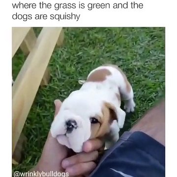 Cet homme et ses chiots vont vous rendre jaloux. Trop mimi !