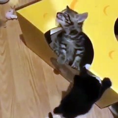 Marrant ! Ce chaton est un vrai coquin. Il refuse de laisser l'autre entrer !