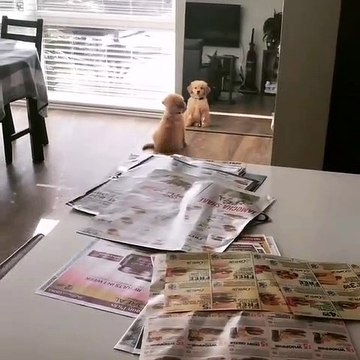 Quand un Golden retriever se voit pour la première fois dans un miroir. A mourir de rire !