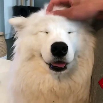 Quand ton samoyède est accro aux caresses sur la tête, voici ce que ça donne !