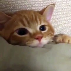 Ce chaton va vous faire fondre. Regardez ses yeux !