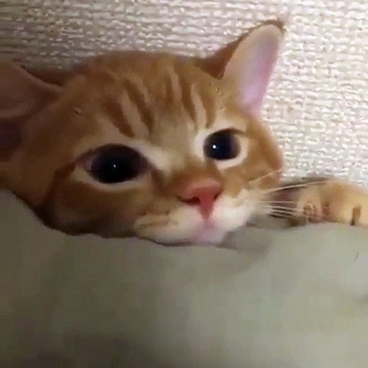 Ce chaton va vous faire fondre. Regardez ses yeux !