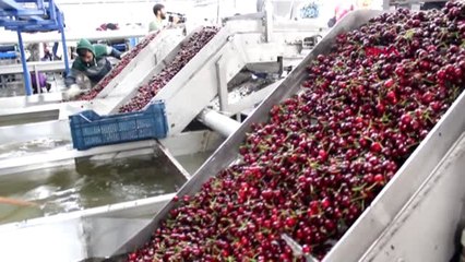 MANİSA Alaşehir'den kiraz ihracaatı başladı