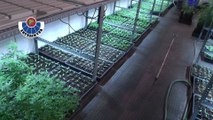 Localizada una plantación de marihuana con casi 5.000 plantas