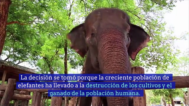 Se levanta la prohibición de la caza de elefantes en Botswana