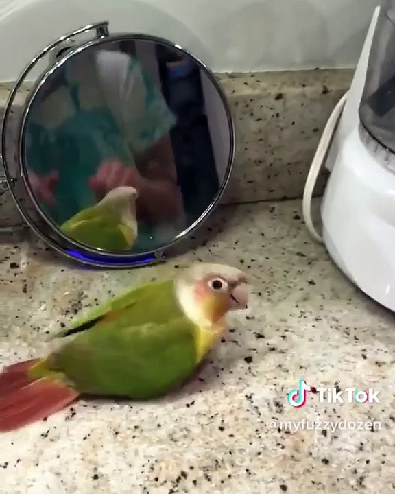 Ce perroquet danse sur un son de rap. Trop drôle !