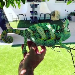 Ce caméléon est subjuguant. Admirez sa transformation !