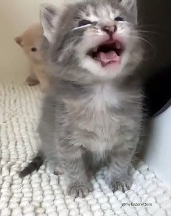 Les miaulements de ce chaton vont vous émouvoir. Trop chou !