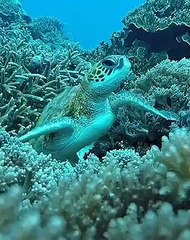 La mer est l'incarnation d'une existence surnaturelle et merveilleuse. Admirez ces espèces Magiques !