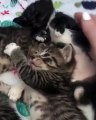 Ces chatons triplés dorment collés les uns aux autres. Trop mimi !