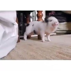 Quand un cochon twerk sur le son " Work " de Rihanna. A mourir de rire !