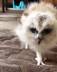 Ce hibou adore resté tout prés du chien. Trop cute !