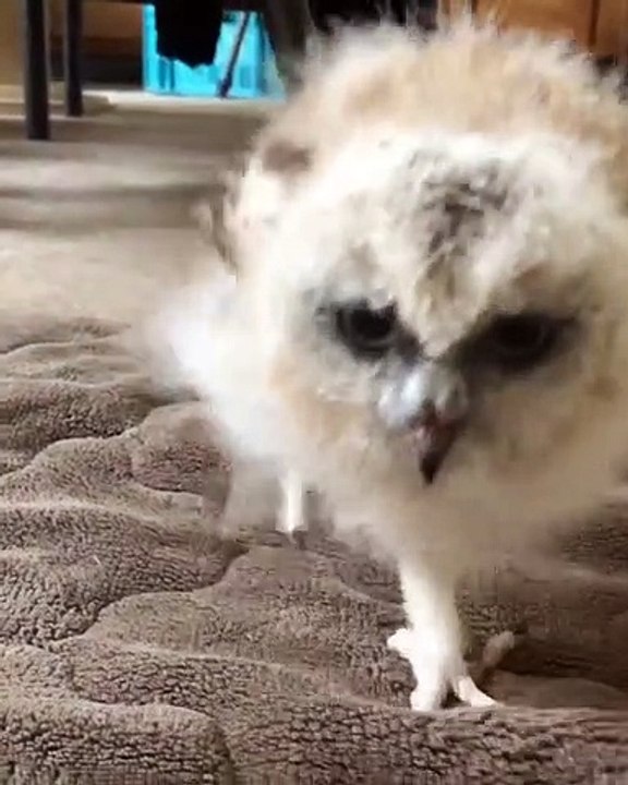 Ce hibou adore resté tout prés du chien. Trop cute !