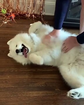 Les chatouilles du matin rendent ce Samoyède très heureux. Regardez sa bonne humeur !