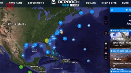 Great White Sharks Have Been Spotted Off The Coasts of Georgia, Florida and the Carolinas