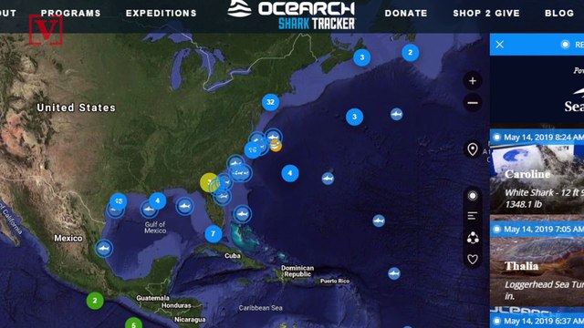 Great White Sharks Have Been Spotted Off The Coasts of Georgia, Florida and the Carolinas