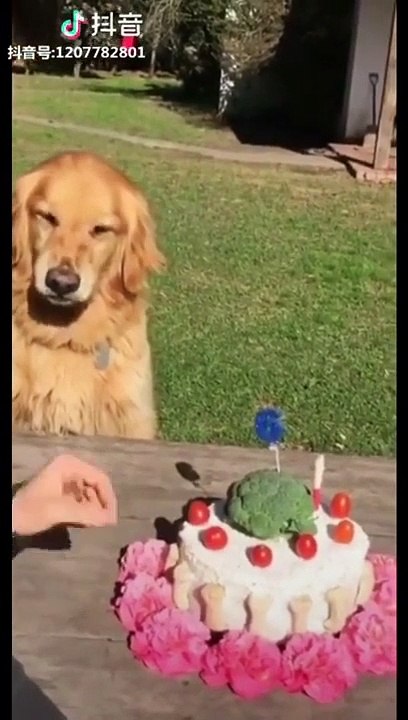 #1 Cute pet{dog and cat}