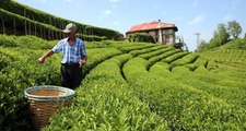 ÇAYKUR 100 bin tonun üzerinde yaş çay alımı yaptı
