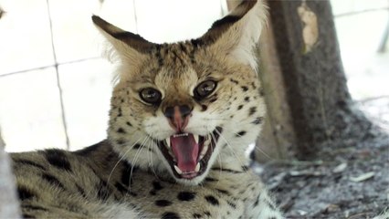 Welcome Our Newest Serval