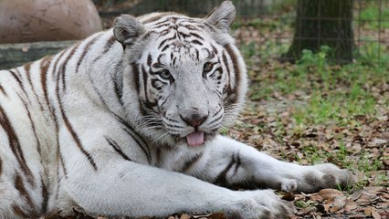 3 Tigers + 1 Black Leopard Get A Forever Home
