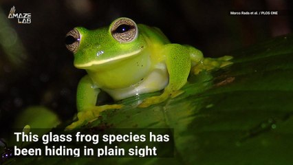 New See-Through Frog Species Discovered From Its Unique Sound