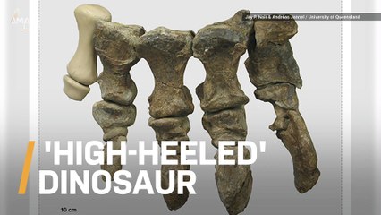This ‘High-Heeled’ Dinosaur Walked on its Tiptoes