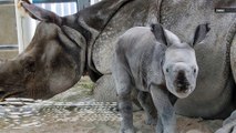 This Is Some Adorable Video of The World’s First Test Tube Indian Rhino