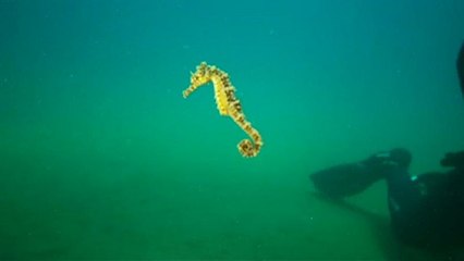 Két tonna halászhálót hoztak fel a tengerből Görögországban