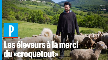 Loups dans le Vercors : « Le stress permanent » des éleveurs de brebis