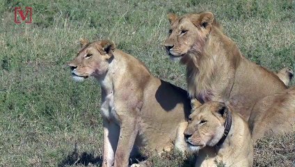 Animals are Shrinking, Here's Why