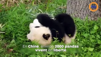 Un panda albinos a été photographié dans une réserve en Chine !