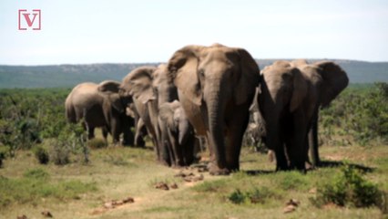 Music Icon Slams Trump’s Children On Social Media; Says “NOT ONE OF THEM WORTH A DAMN”