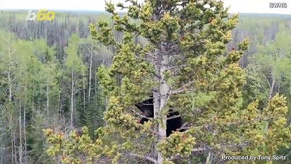 Amazing Rescue of Orphaned Baby Bears Stuck in a Tree for Days