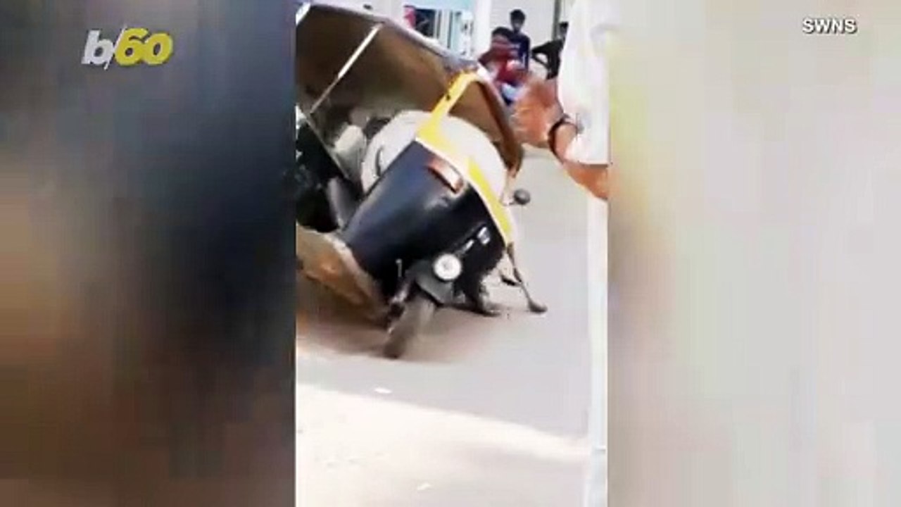 Brawling Bulls! Two Bulls Enter, One Gets Stuck in A Car