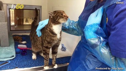 Affectionate Kitty is Having Trouble Finding a Home Because He Can’t Stop Sneezing