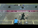 Squash : PSA World Championship Qatar 2012 - Semi Final Roundup Willstrop v El Shorbagy