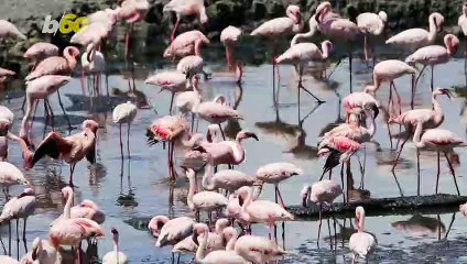 Scientists Says This Female in the Animal Kingdom Trades Sex For Food