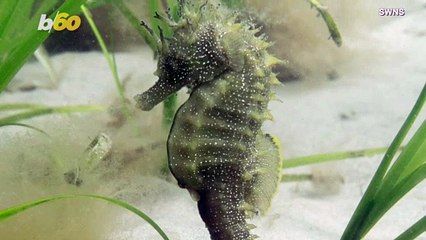 This Seahorse Is So Rare, You Need A License Just To Take Photos!