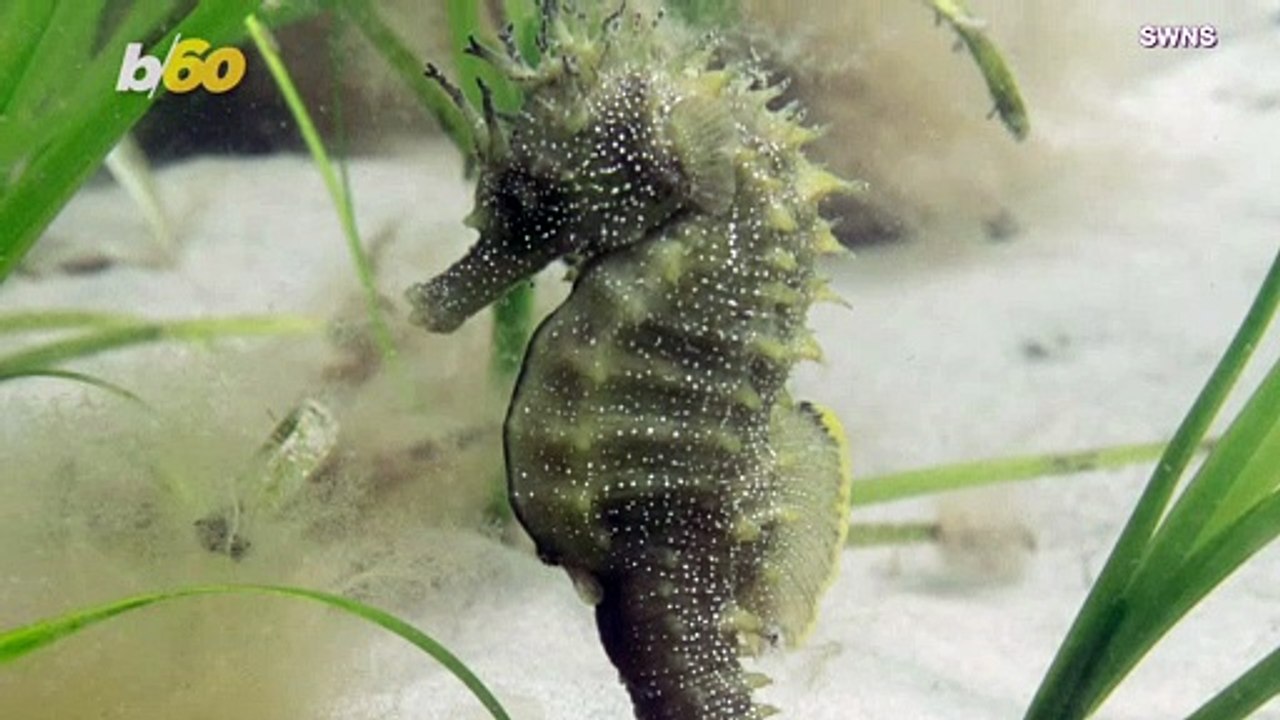 This Seahorse Is So Rare, You Need A License Just To Take Photos!