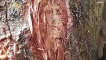 Holy-Wood! Man Claims Piece Of Bark Contains Image of Jesus Christ!
