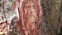 Holy-Wood! Man Claims Piece Of Bark Contains Image of Jesus Christ!