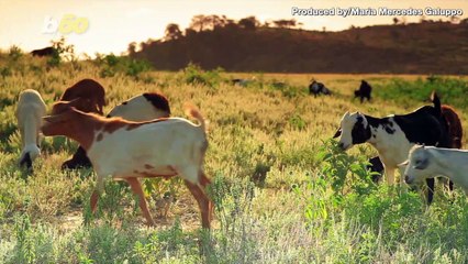 The Strange Reason A Herd Of Goats Will Invade New York City All Summer