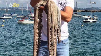 Man Captures Giant Octopus Whose Tentacles Would Span 10 Feet in the Water