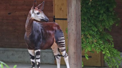 Zoo de Mulhouse : les okapis sont arrivés