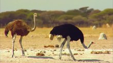 OSTRICH Animals for children. Kids videos. Kindergarten - Preschool learning