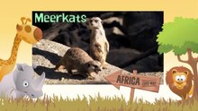 MEERKAT- Animals for children. Kids videos. Kindergarten - Preschool learning