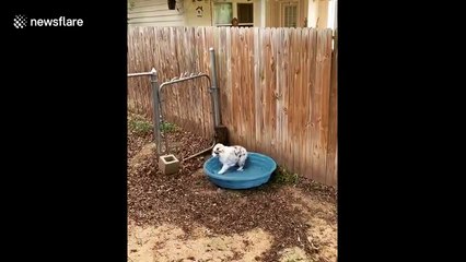 Cute pup tries to play in empty paddling pool